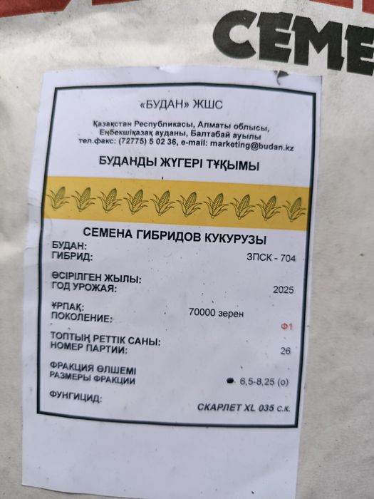 Продаю семена кукурузы