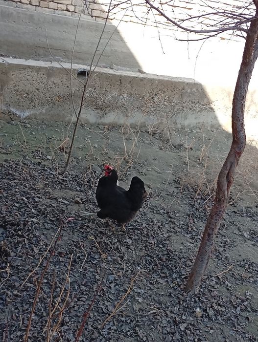 Brama tovuqlar soglom sotiladi