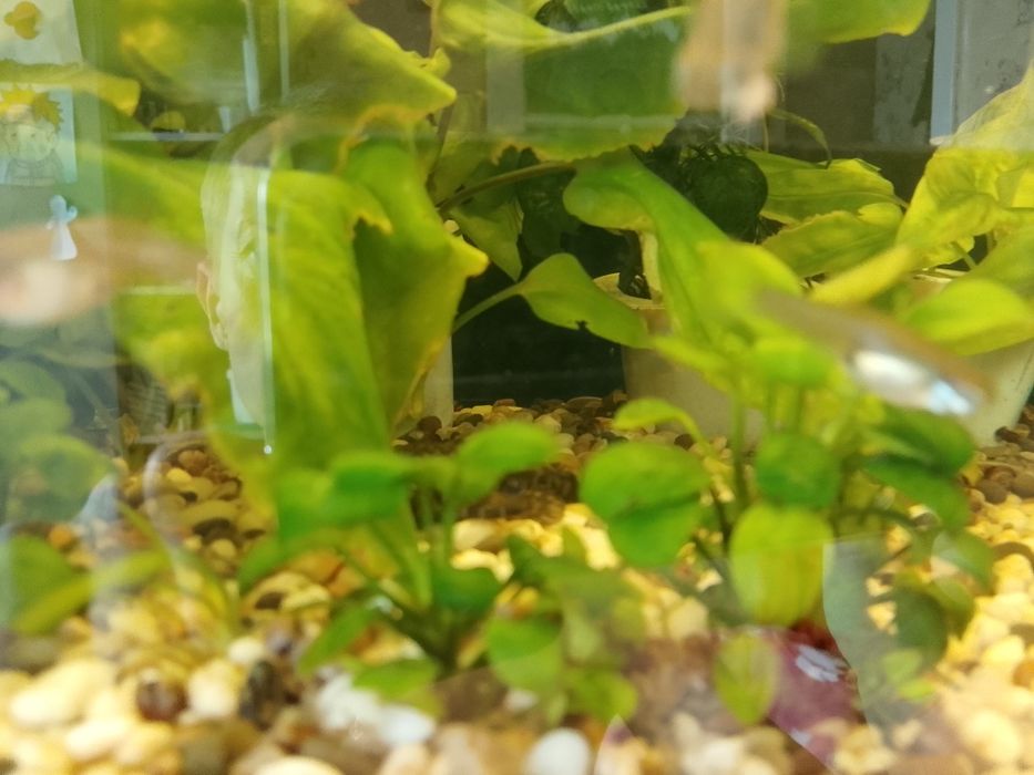 Продам аквариумные растения