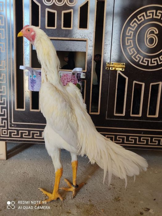 Pivonoy Nimitiski O shamo tuxum va joʻjalariga zakaz olamiz