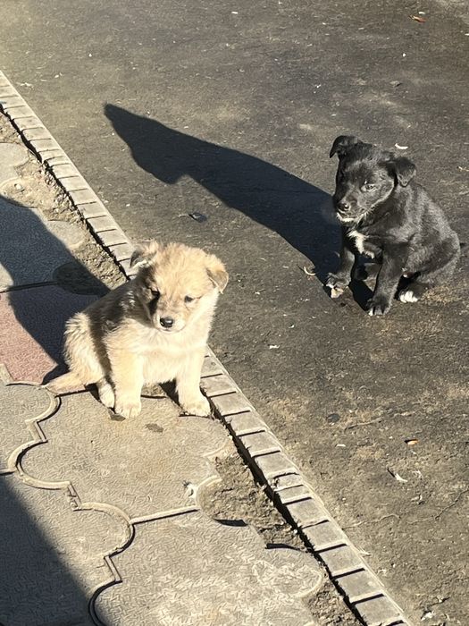 Щенки красивые и милые.