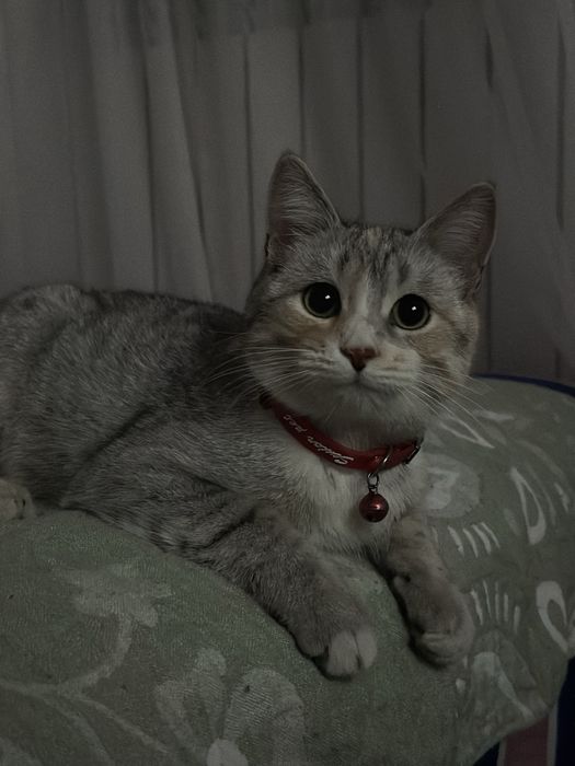 Отдам в добрые руки
