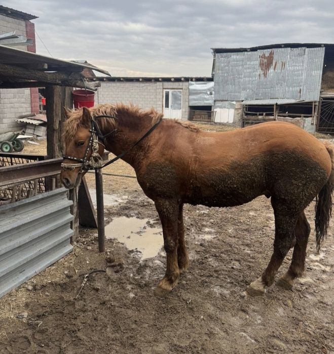 Продаётся лошадь