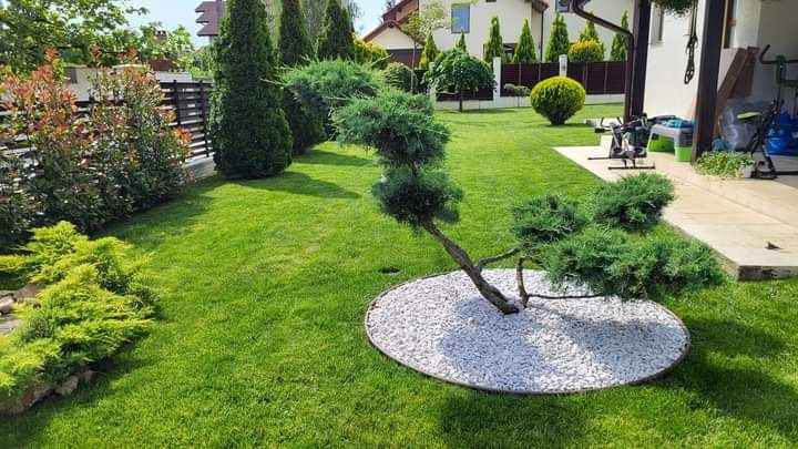 Gazon rulou vând și montez