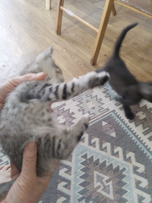 Отдам котят в добрые руки