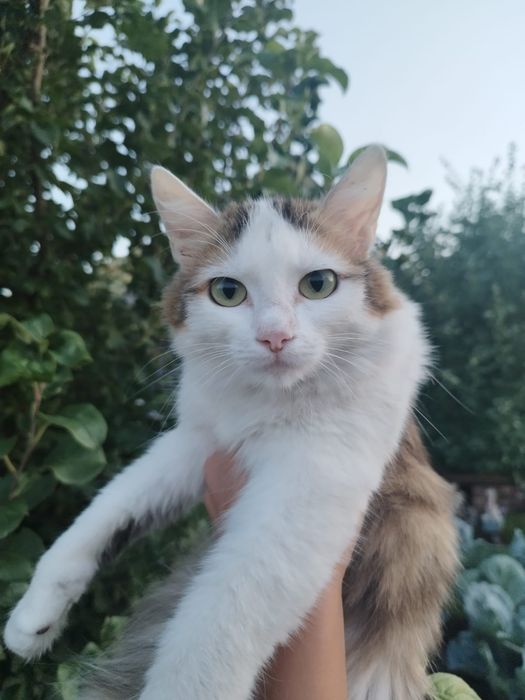 Кошечку 1 год . Бесплатно