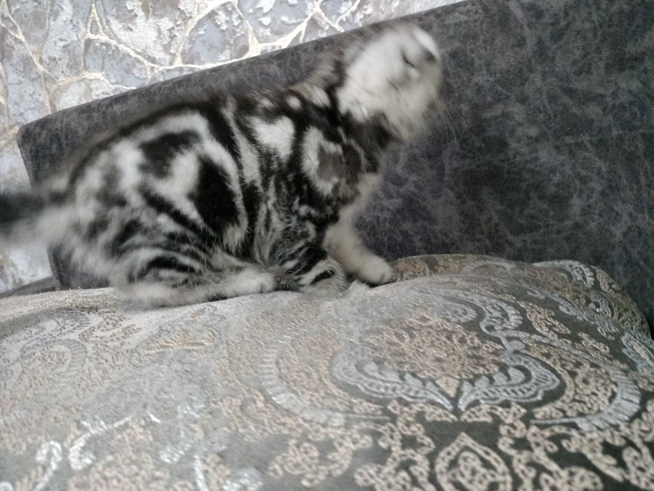 Котенок  Скоттиш фолд