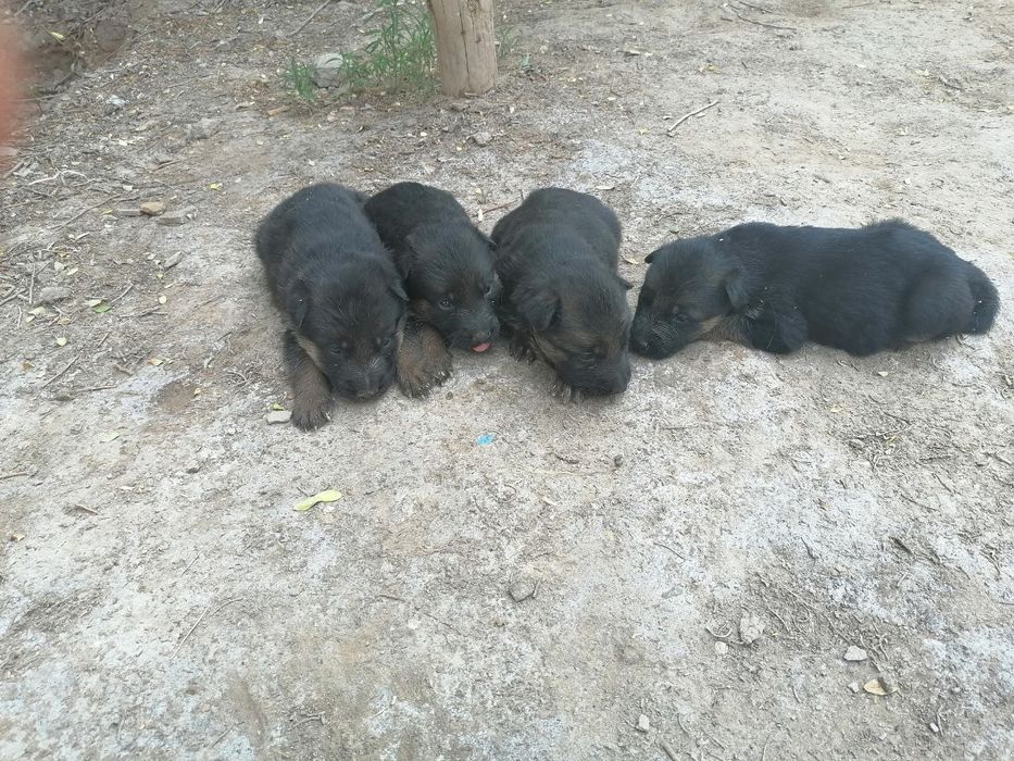 Кушик сатылады немецкая