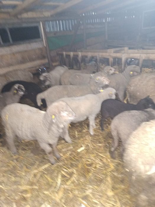 Vând miei pentru PASTE