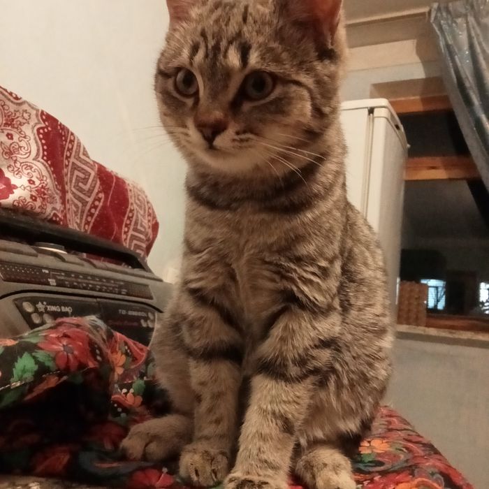 Раздам котят 3,5 месяца. Британцы короткошерстные.