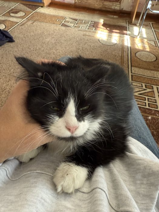 Котенок девочка 3-4 мес