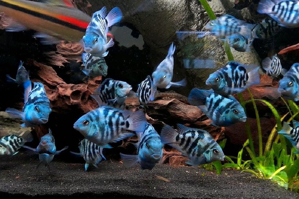 Сапфировые Попугайчики (рыбки)