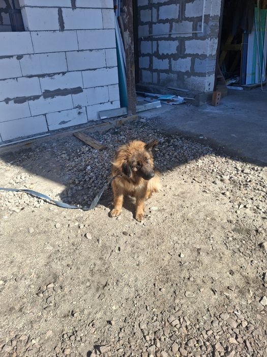 Продам немецкую овчарку