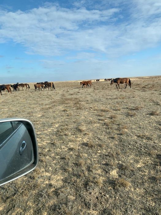 Айғыр сатылады таза мз