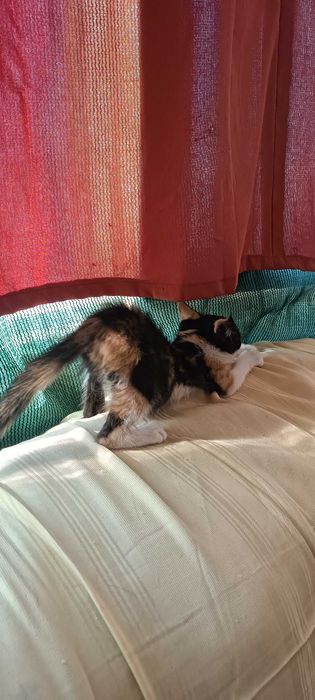 Пристраивается в хорошие руки