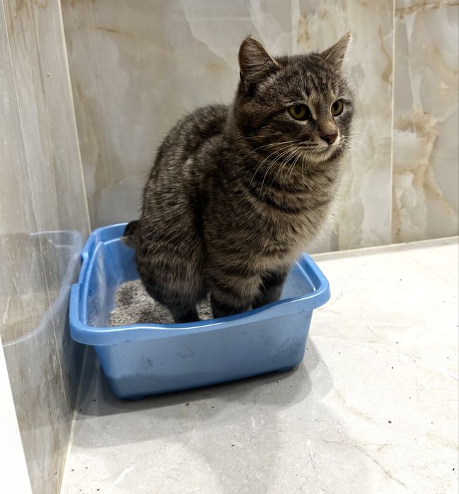 В добрые руки котик-найдёныш