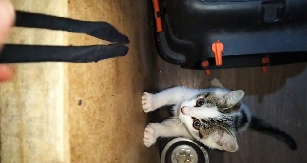 Котята мальчики в добрые руки! 2 месяца.