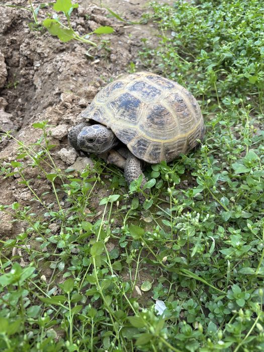 Котта тошбака сотилади.Алмашаман