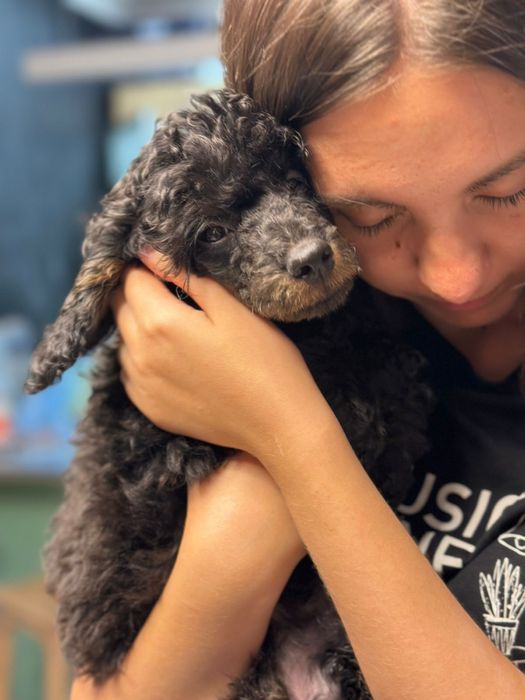 Щенки пуделя. Фантом.