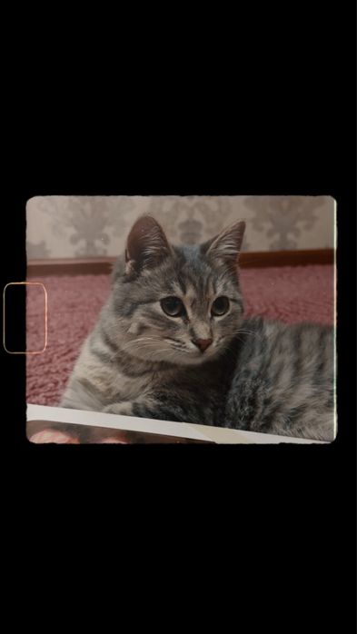 Ищем кота на вязку