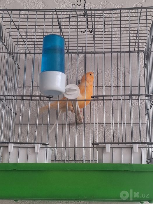 Kanareka sotuvda qizqala tel qlila