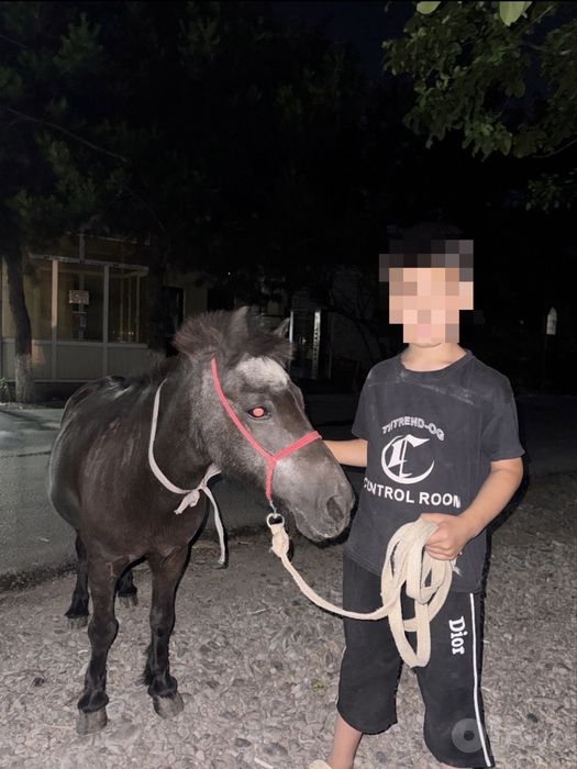 Poni Urgʻochi biya arzonga bervoraman