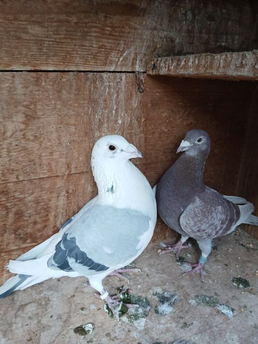 Porumbei de vânzare