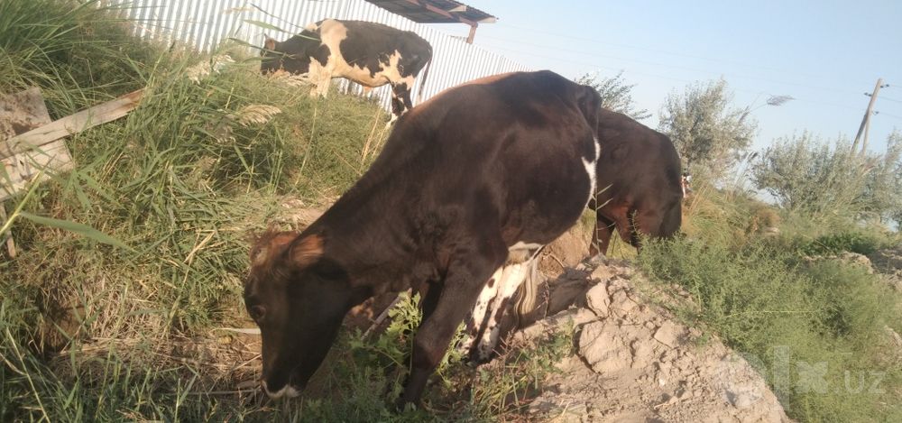 buqachalar sotiladi