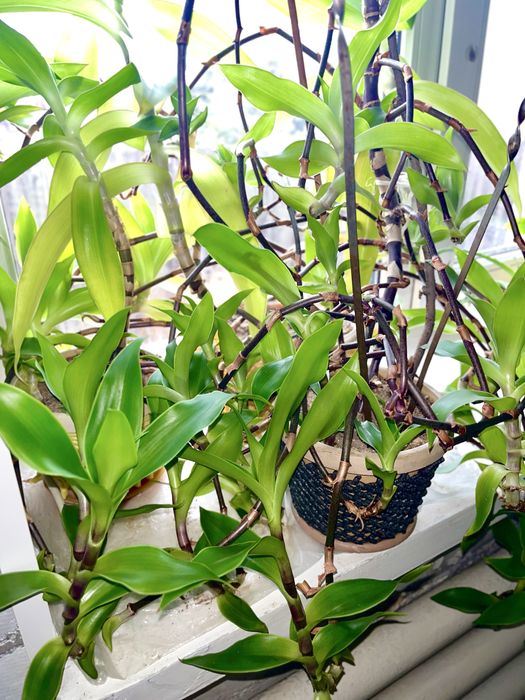 Золотой ус, лечебное домашнее растение