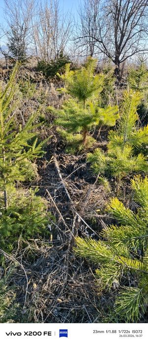 Продам Ёлки от 5000 тыс