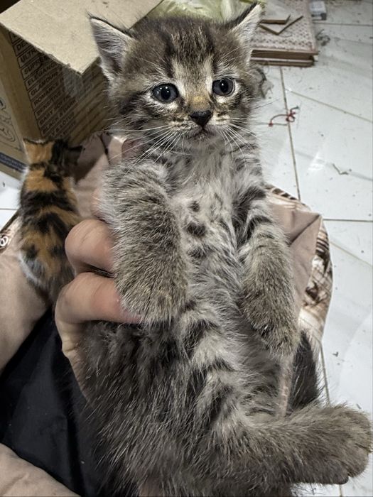 Котята в добрые руки