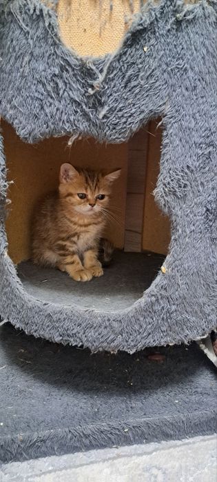 Продаётся котята