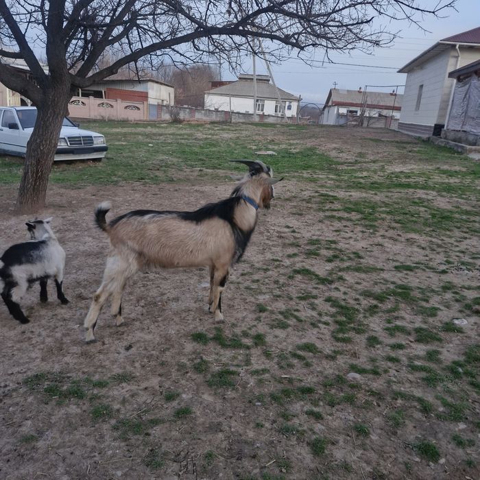 Теке екі жасар. .