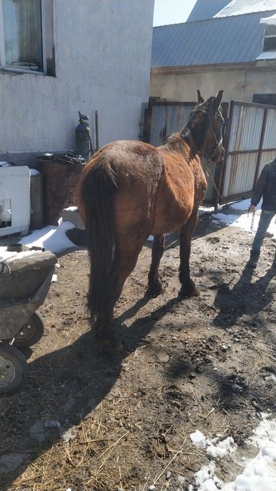 Қысыр бие сауылған