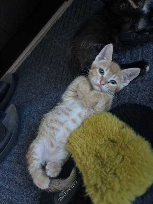 Котята бесплатно