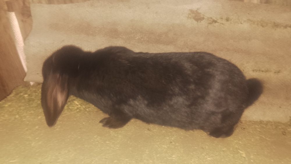 De vânzare iepuri berbec german si fluture german