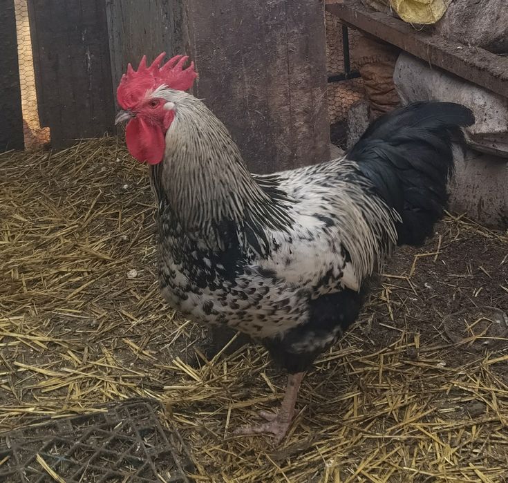 Pui de găină metis