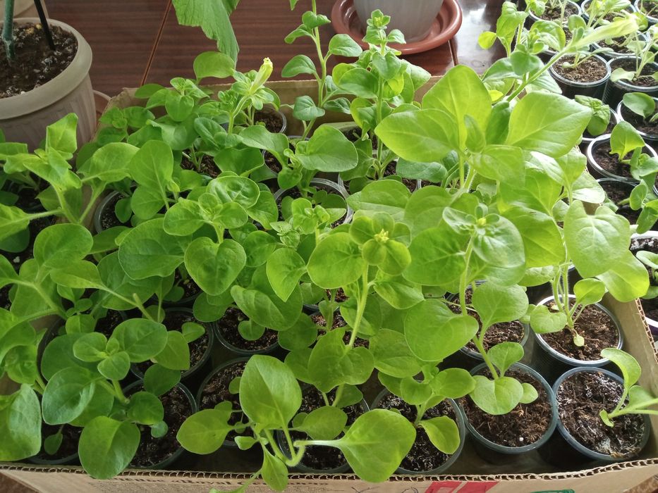 Продам рассаду недорого