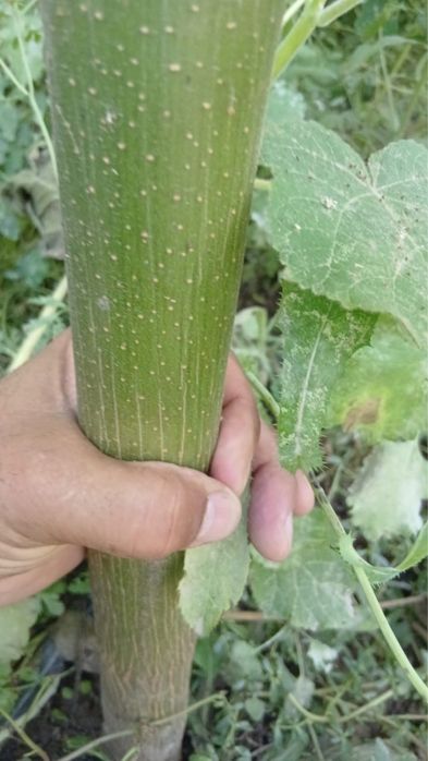 Павловния гибрид