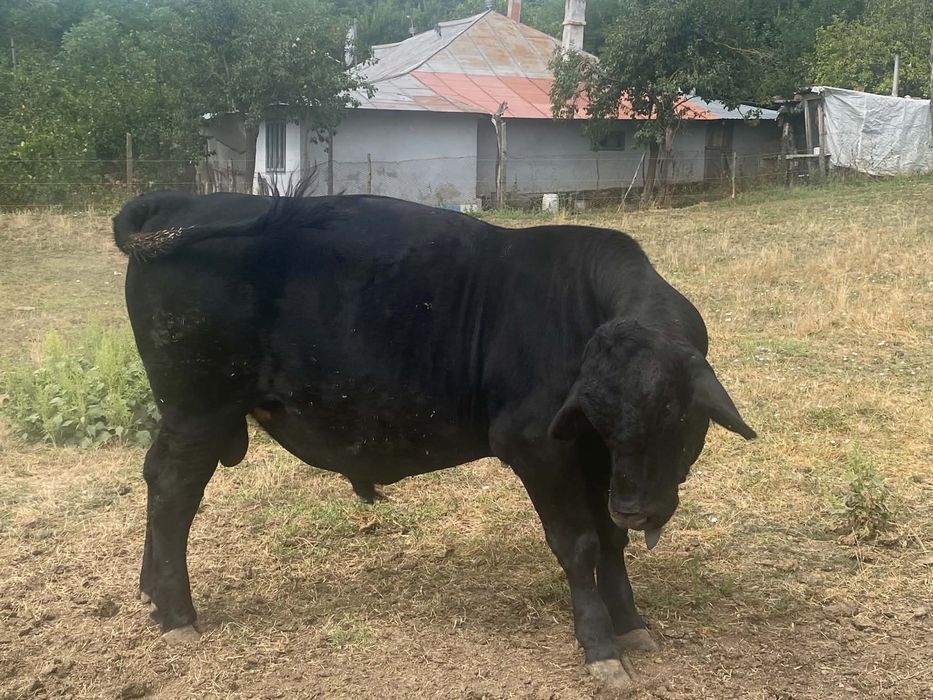 taur Angus un an