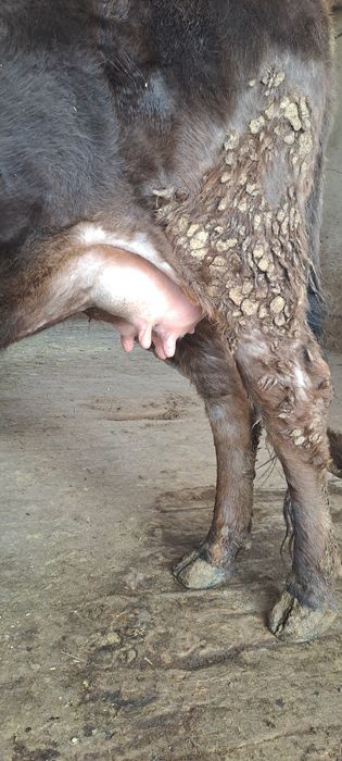 Продаётся швед корова