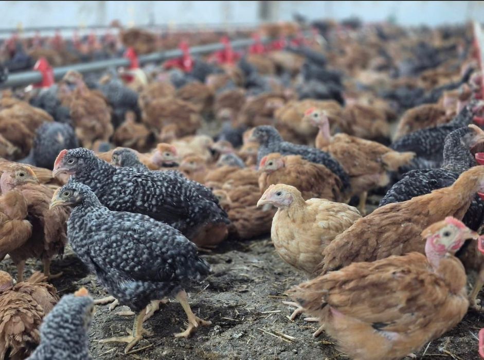 Pui alb si pui rasa mixta- rațe