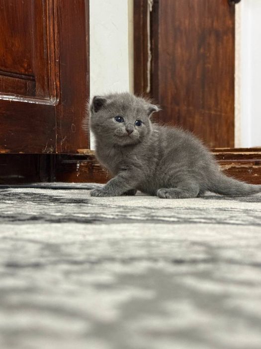 Scottish fold va scottish strayt mushuk bolalari sotiladi