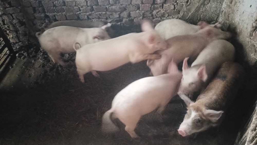 Продавам прасенца