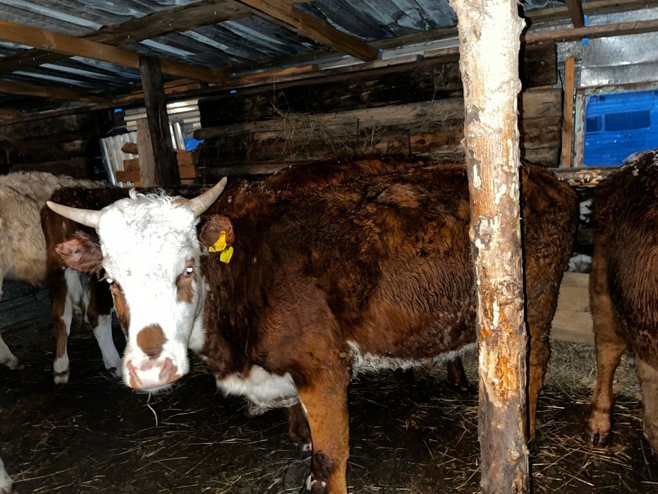 Срочно Продается КРС