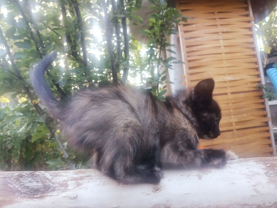 Ласковые котята ищут дом