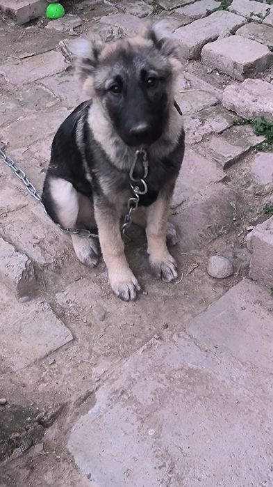 Животные. Собаки