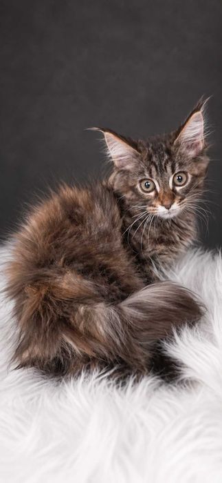 NIRA – Maine Coon femelă f22, pedigree | LYNX RUNE CODE