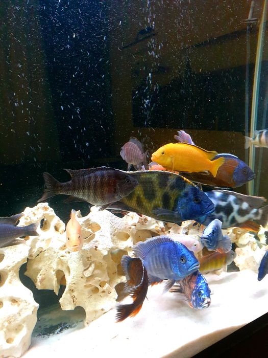 Продам Аквариум с рыбками и с тмбочко 30 штук.