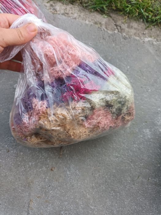 Отпадачен скандинавски мъх